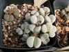 Lithops pseudotruncatella