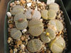 Lithops pseudotruncatella