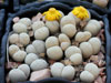 Lithops ruschiorum