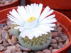 Lithops salicola