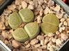 Lithops salicola