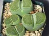 Lithops salicola