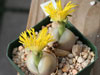 Lithops steineckeana