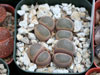 Lithops viridis