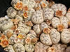 Lithops werneri