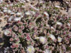 Mesembryanthemum crystallinum