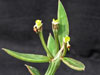 Monadenium montanum