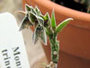 Monadenium trinerve