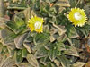 Nananthus margaritiferus