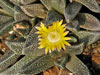 Nananthus margaritiferus