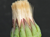 Othonna auriculifolia