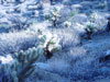 anza borrego cactus