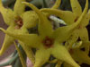 Orbea caudata