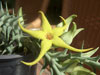 Orbea caudata