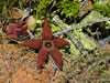 Orbea lutea