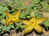 Orbea speciosa