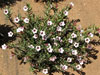 Pachypodium bispinosum