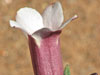 Pachypodium bispinosum