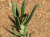 Pachypodium bispinosum