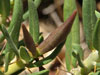 Pachypodium bispinosum