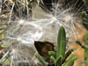 Pachypodium bispinosum