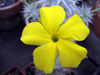 Pachypodium brevicaule