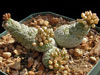 Pseudolithos caput-viperae