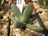 Pleiospilos compactus