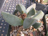 Pleiospilos compactus