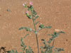 Pelargonium crassipes