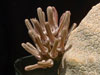 Pseudolithos cubiformis