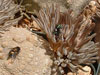 Pseudolithos cubiformis