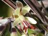 Pelargonium carnosum