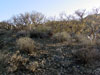 Pachycormus discolor