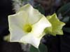 Pachypodium rosulatum