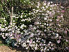 Pelargonium echinatum