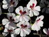 Pelargonium echinatum