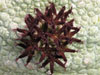 Pseudolithos eylensis