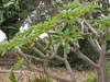 Pachypodium lamerei