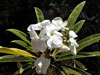 Pachypodium lamerei