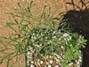 Pelargonium luteolum