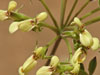 Pelargonium luteolum