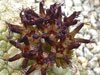 Pseudolithos migiurtinus