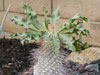 Pachypodium namaquanum