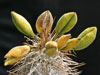 Pachypodium namaquanum