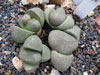 Pleiospilos nelii