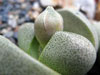 Pleiospilos nelii