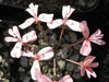 Pelargonium nephrophyllum