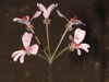 Pelargonium nephrophyllum