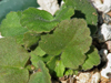 Pelargonium punctatum